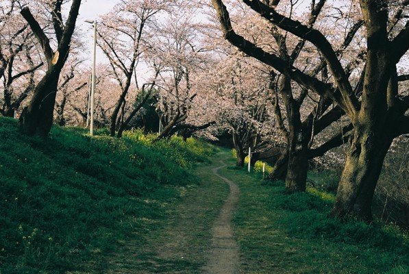 春の遊歩道