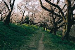 春の遊歩道