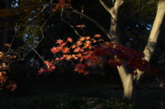 紅葉と影