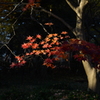 紅葉と影