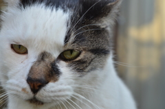 お猫さん