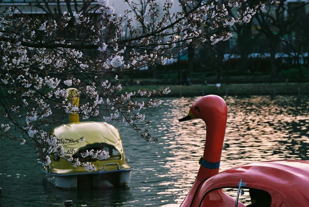 早咲きの桜