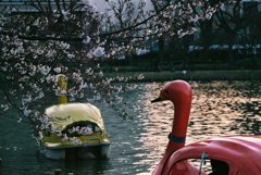 早咲きの桜