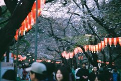 桜まつり