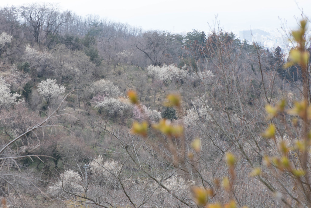 もう一息の春