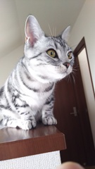 ココさん　0.5歳　その2