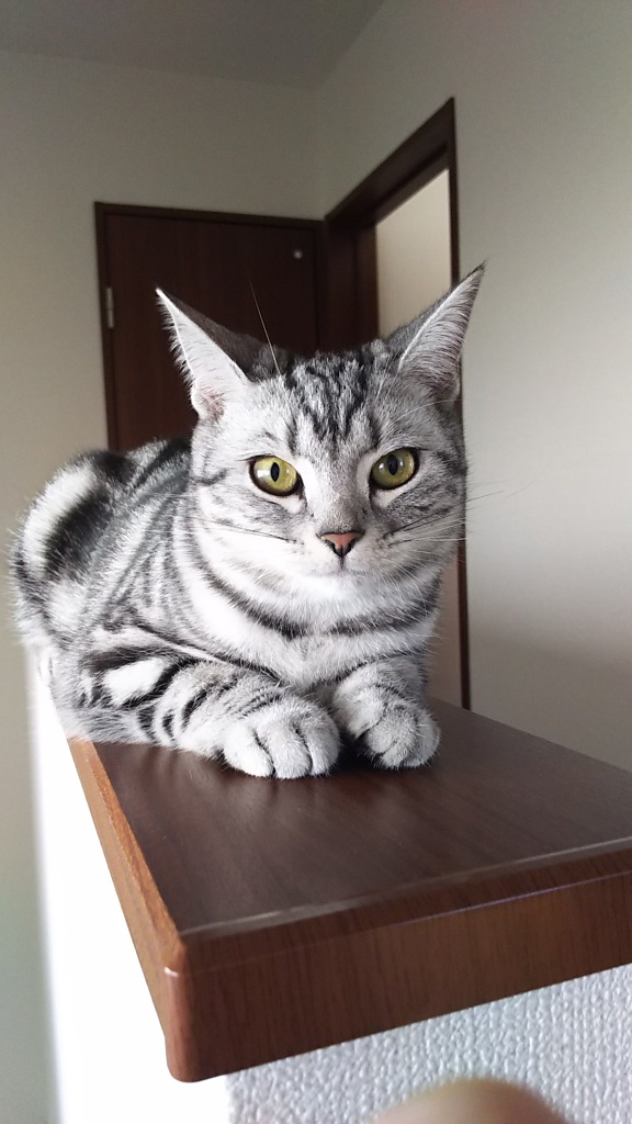 ココさん　0.5歳