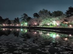 夜桜