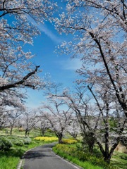 春の通り道