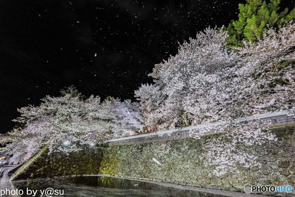 高島城址の桜吹雪