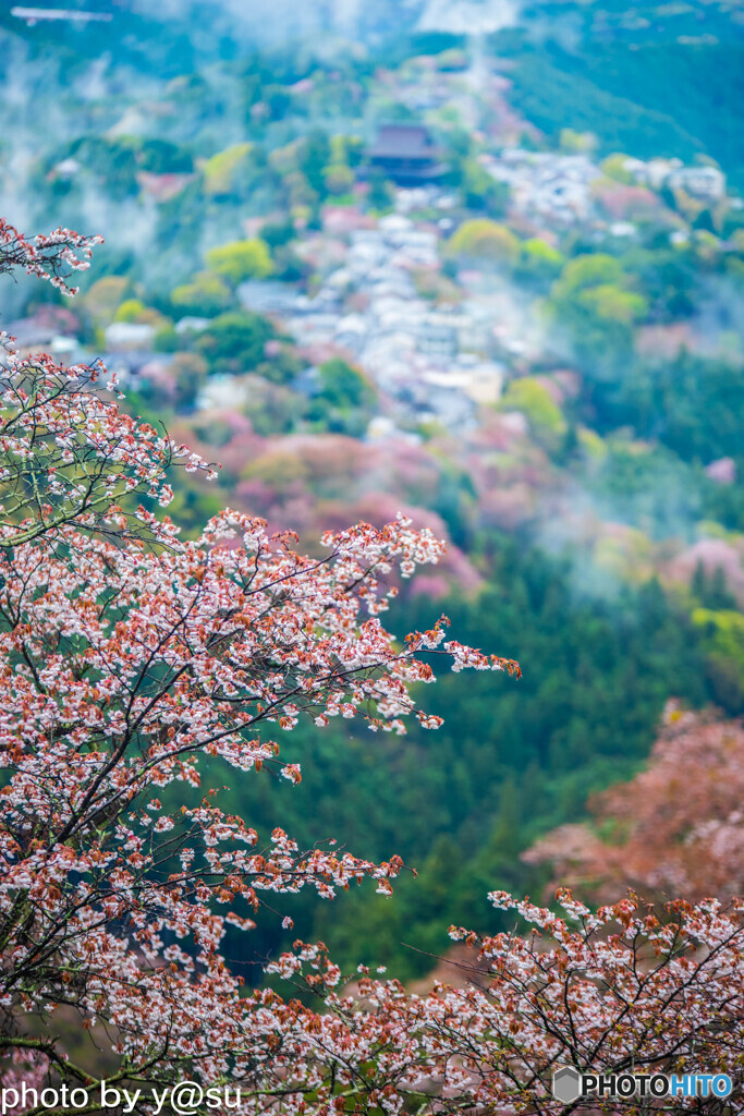 吉野山　上千本桜