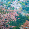 吉野山　上千本桜