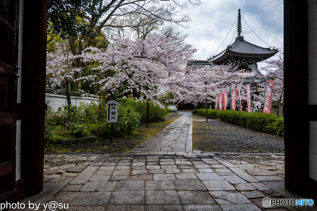 本法寺の桜①