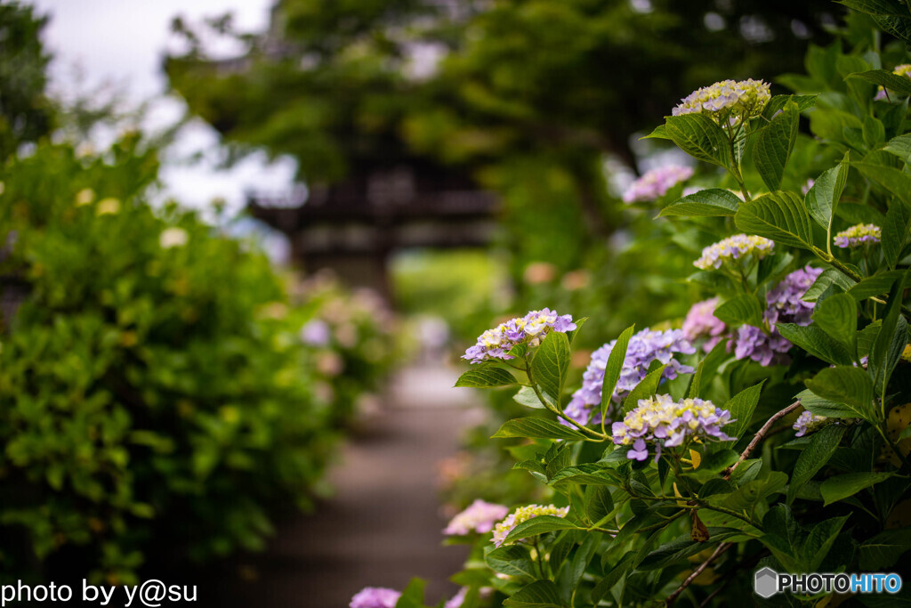 丹州観音寺の紫陽花③