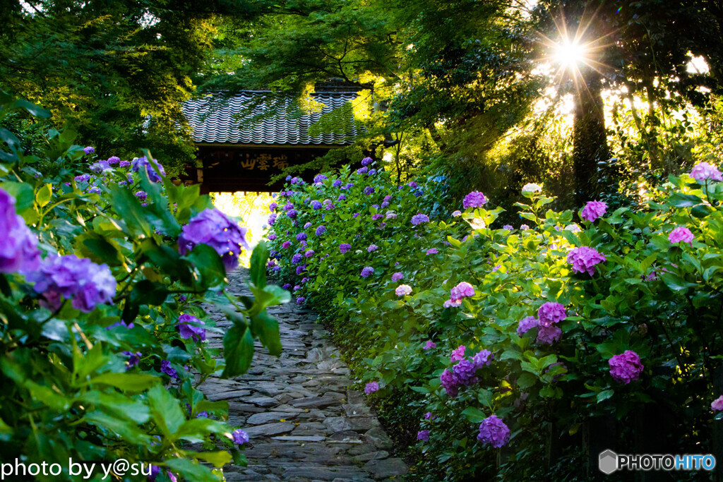 2020_06_20 愛知県　本光寺の紫陽花-51