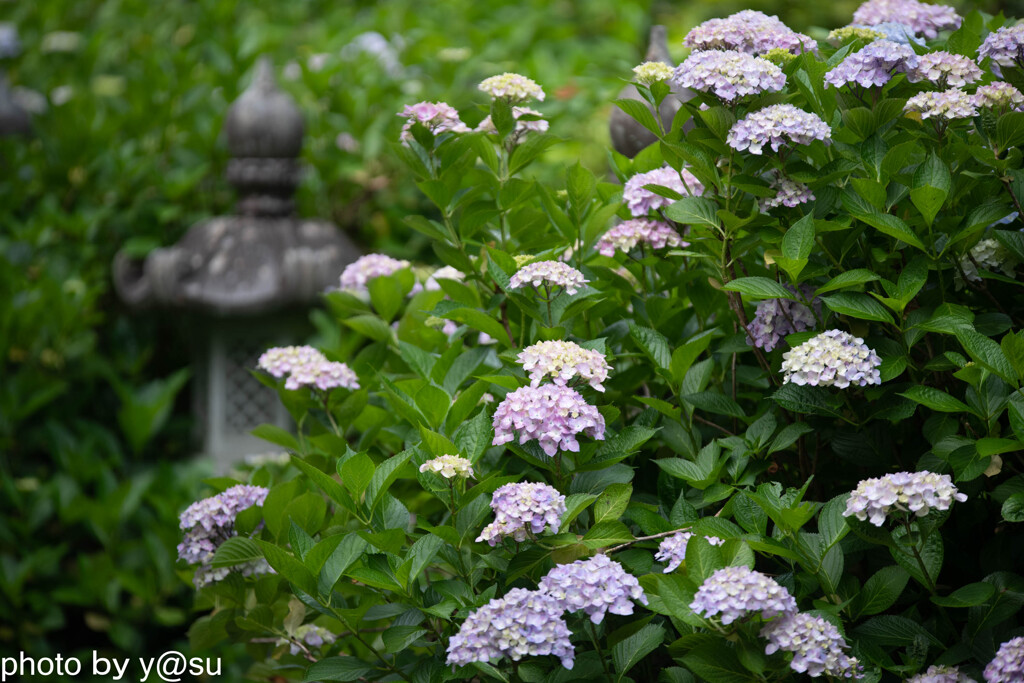 丹州観音寺の紫陽花③
