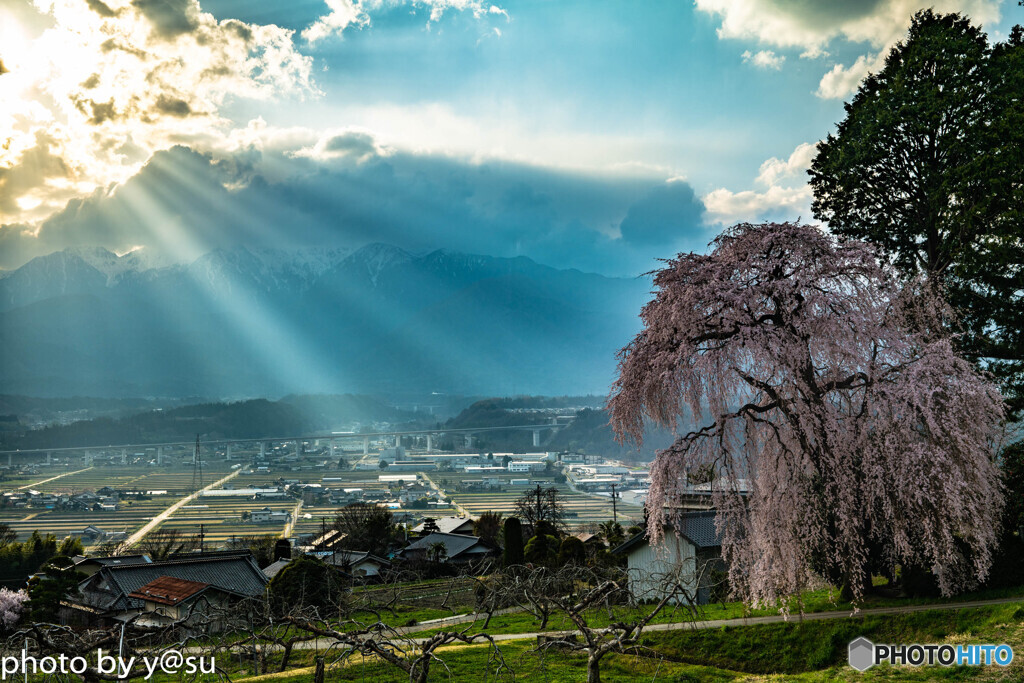 吉瀬のしだれ桜