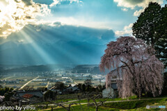 吉瀬のしだれ桜