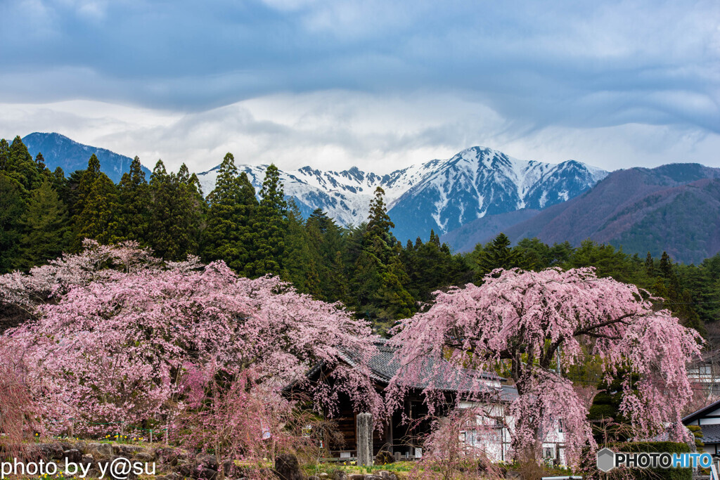 光前寺のしだれ桜②