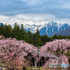 光前寺のしだれ桜②