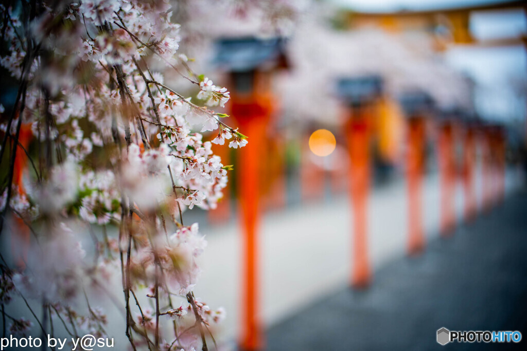 平野神社の桜②