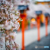 平野神社の桜②