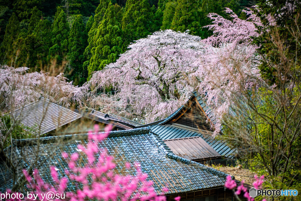 春景の身延山久遠寺③