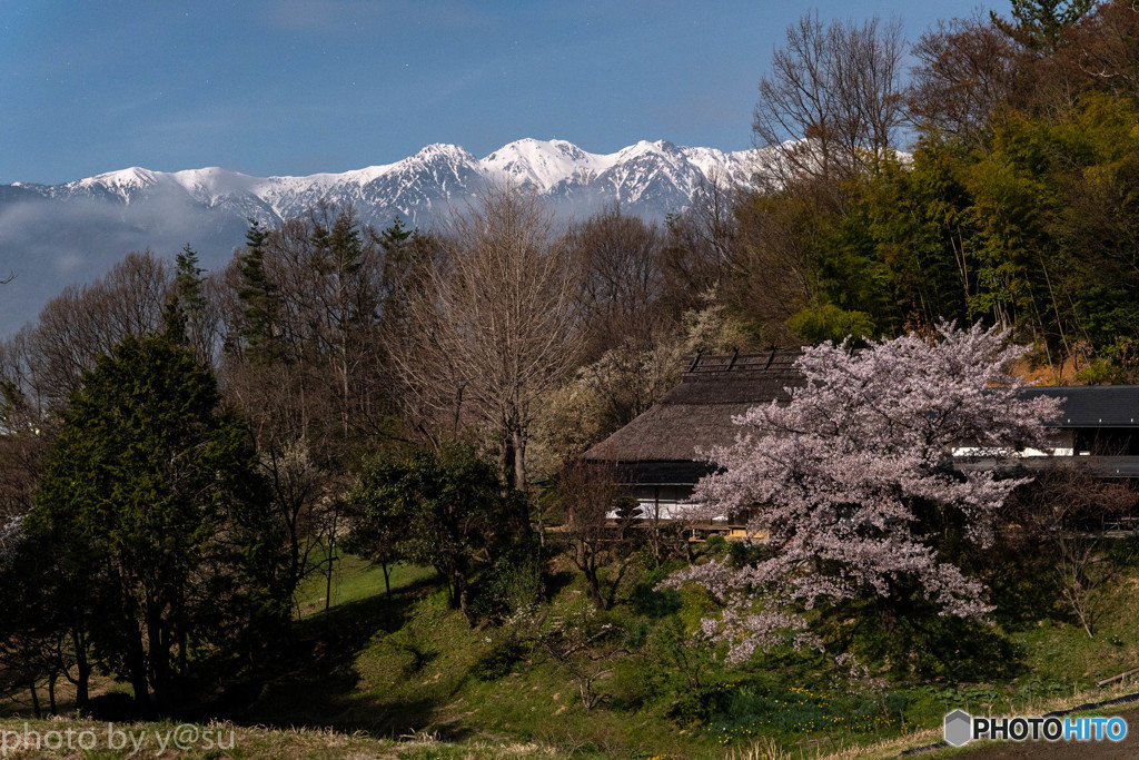 茅葺きの家の桜