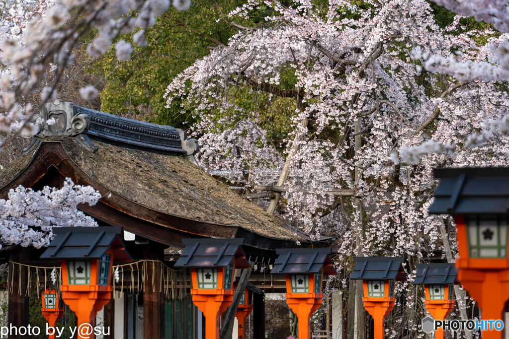 春の平野神社①