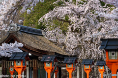 春の平野神社①