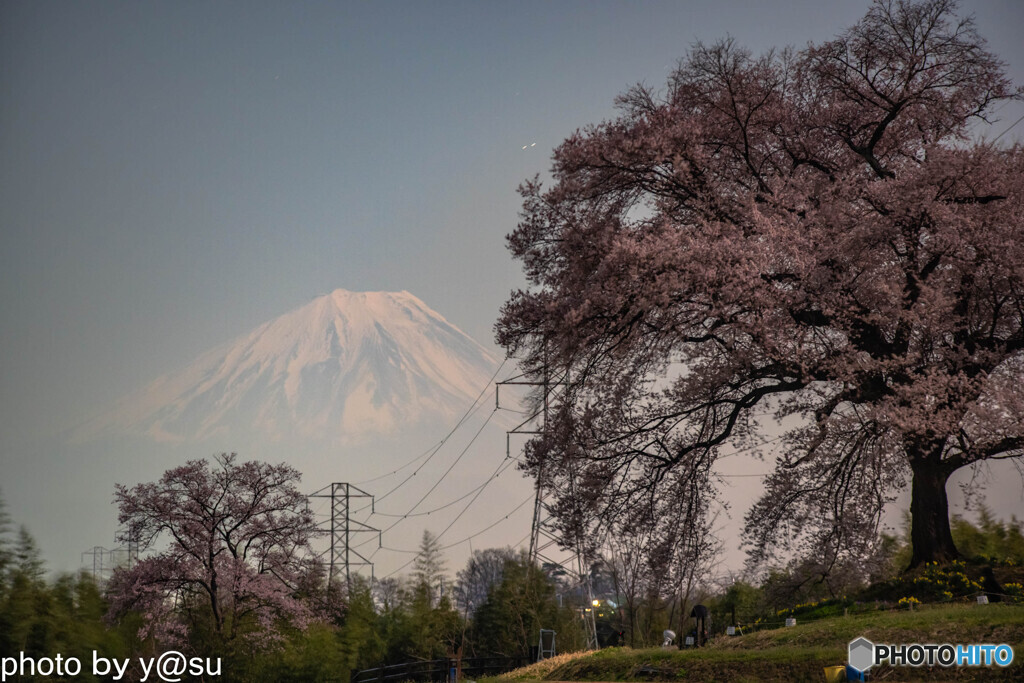 わに塚の桜②