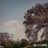 わに塚の桜②