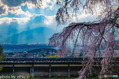 栖林寺のしだれ桜