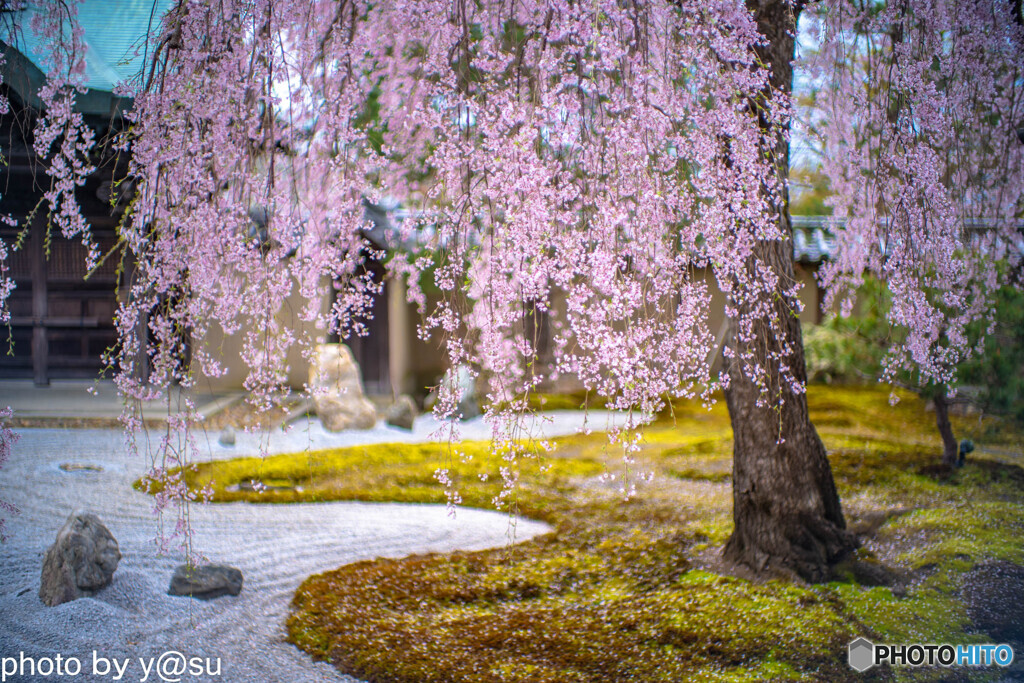 高台寺の桜②