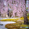 高台寺の桜②