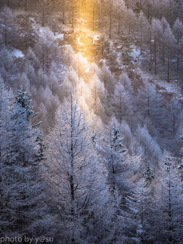 念願の光景