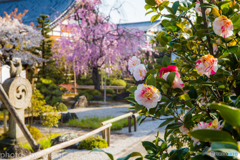 春色の境内
