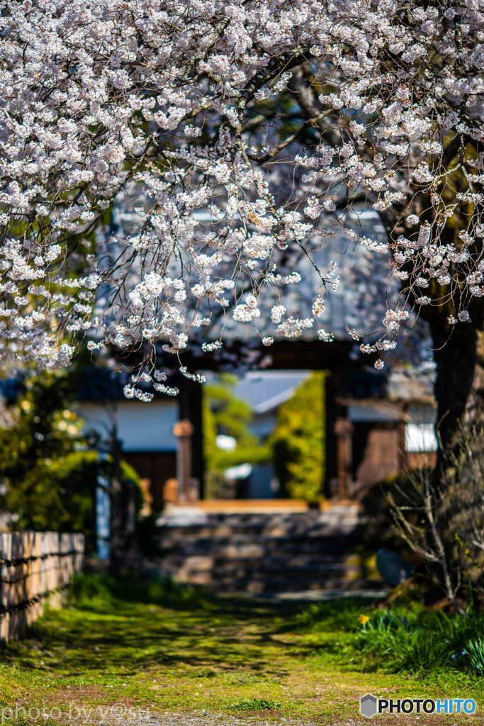 春色の参道