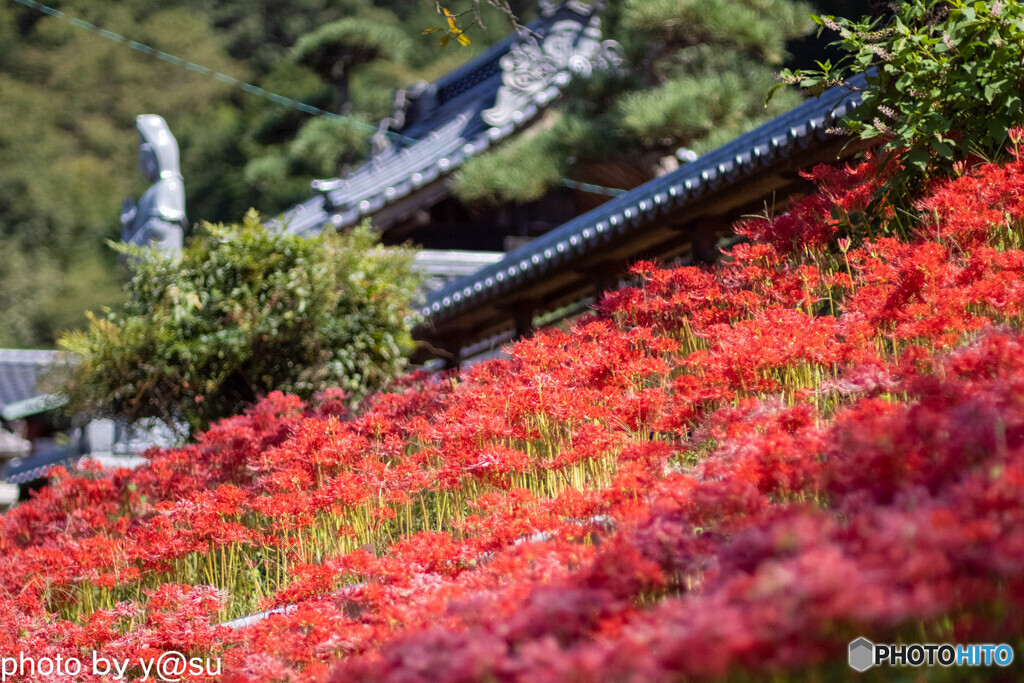 法運寺の彼岸花Ⅰ