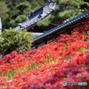 法運寺の彼岸花Ⅰ