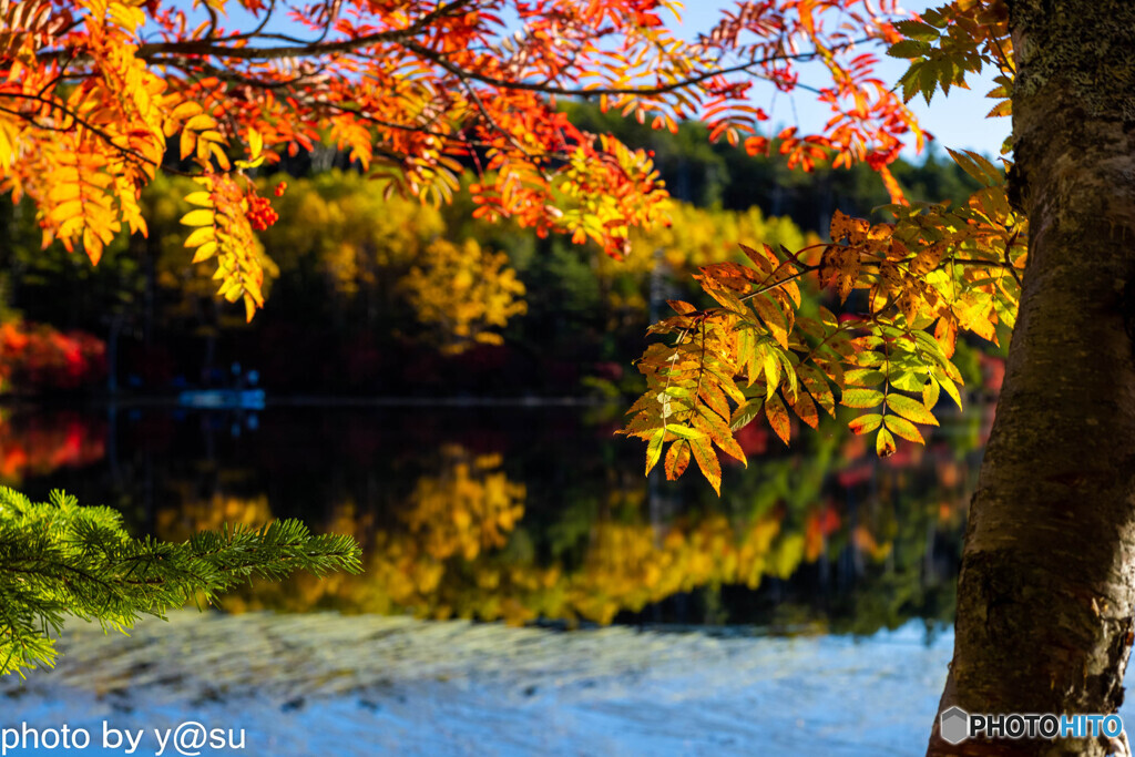 白駒池の紅葉Ⅷ