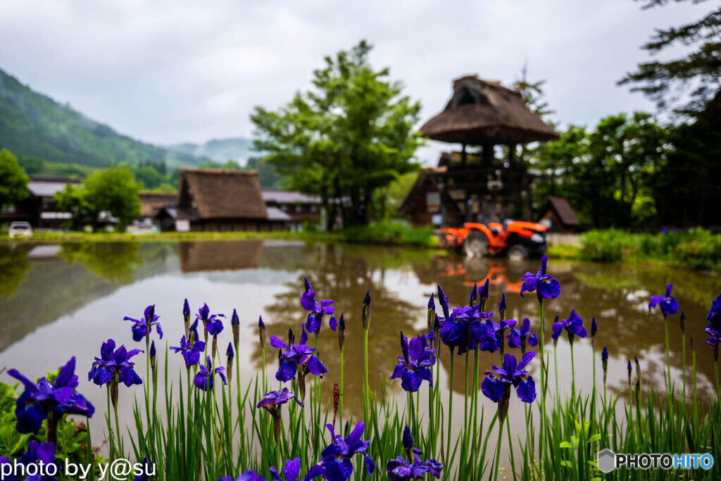 白川郷　～田植えのころ～⑤