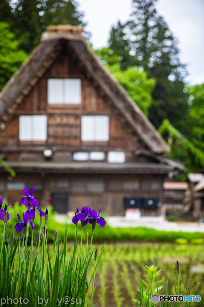 田植えの頃に