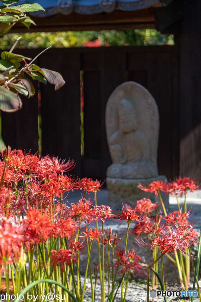 嶺岳寺の彼岸花Ⅱ