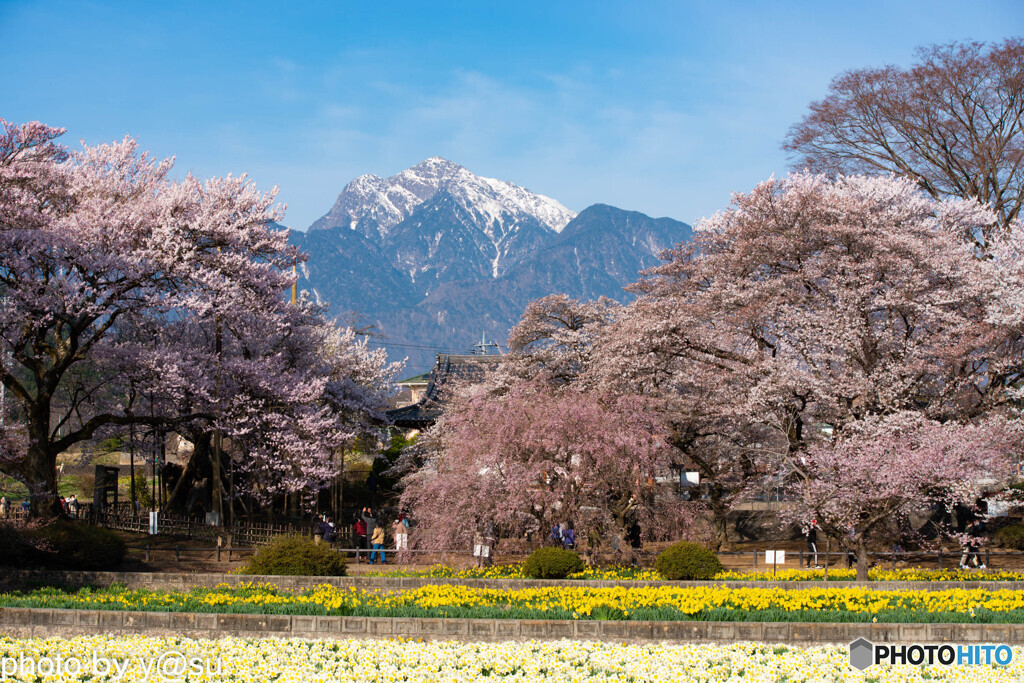 甲斐駒と桜