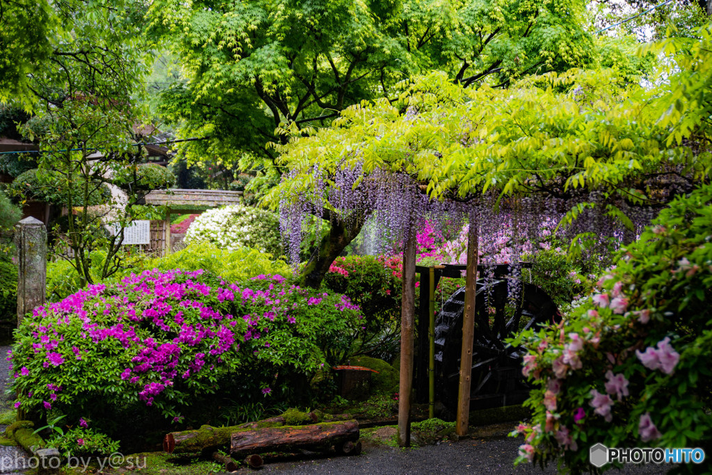 大興善寺のツツジ