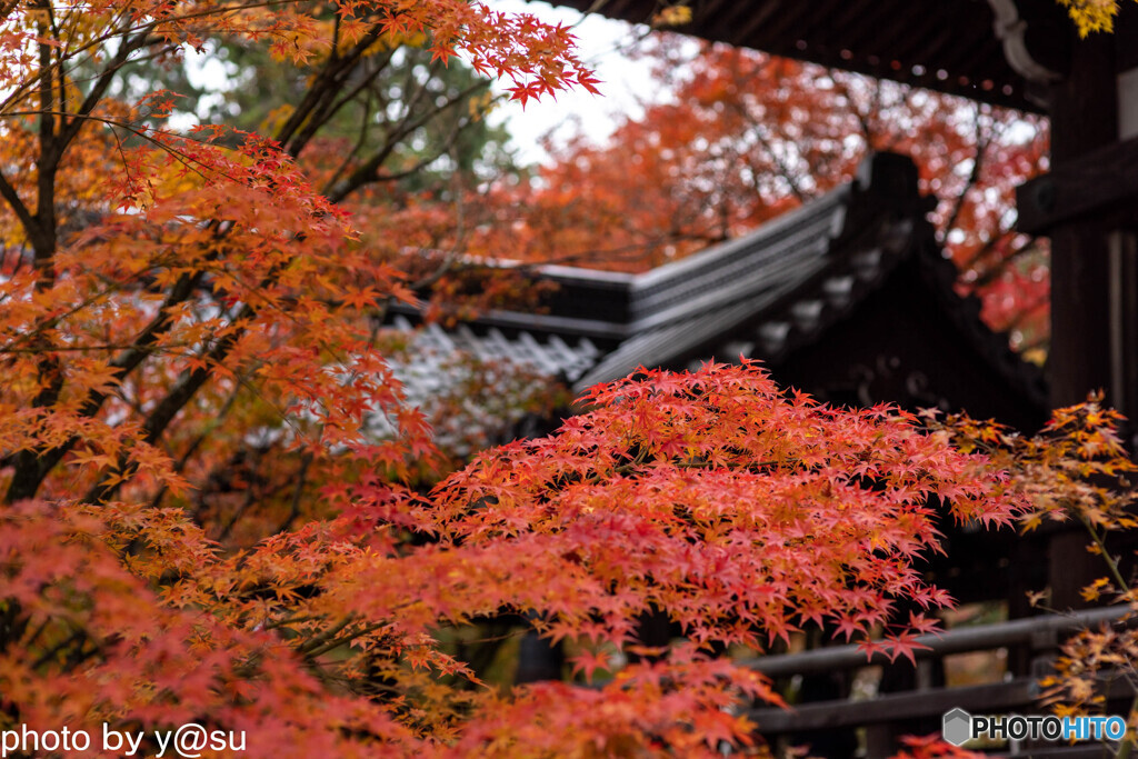 錦秋の真正極楽寺（真如堂）②