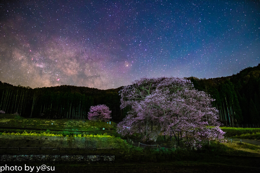 エドヒガン桜と夏の天の川①