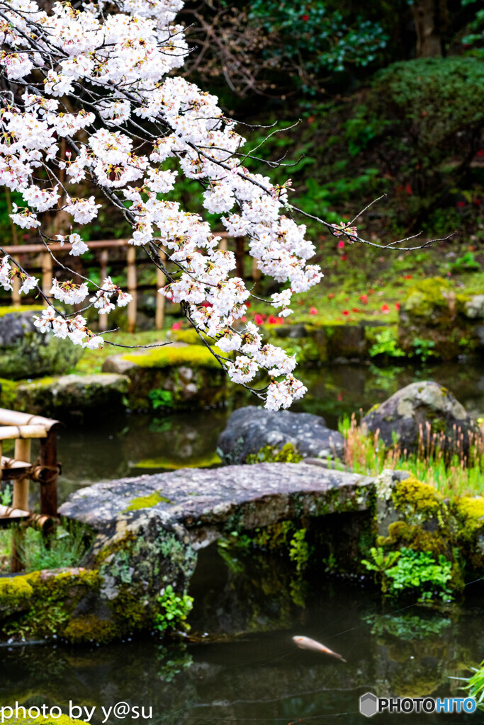 美しき春の長谷寺③