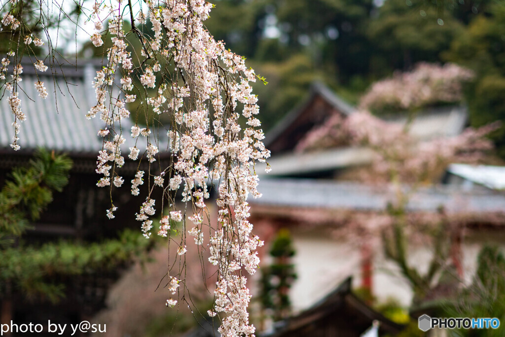 美しき春の長谷寺④